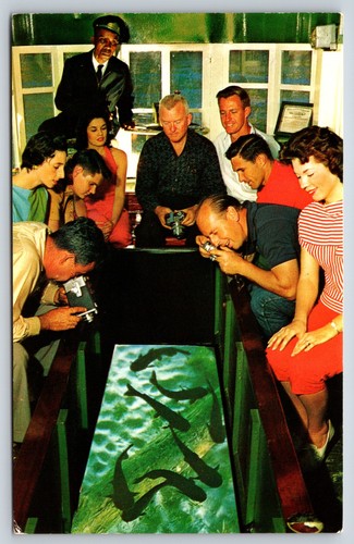 Postcard florida silver - florida's,