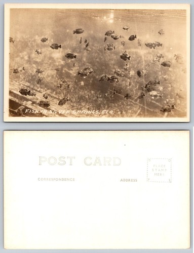 Vintage rppc fish silver - rppc,
