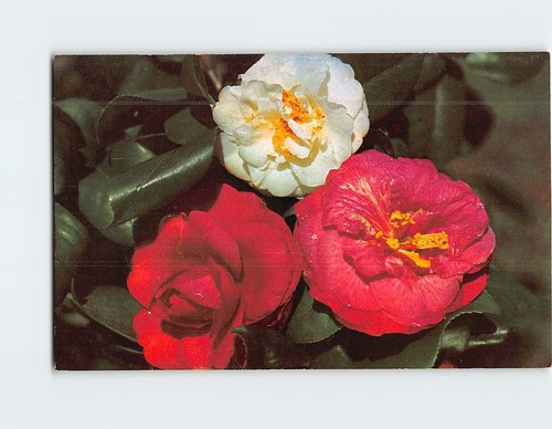 Postcard camellias silver - postcard,