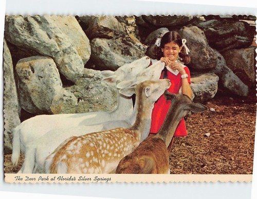Postcard the deer park - deer,